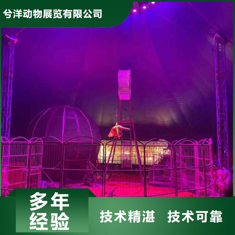 【马戏团/羊驼】,表演羊驼租赁诚信放心
