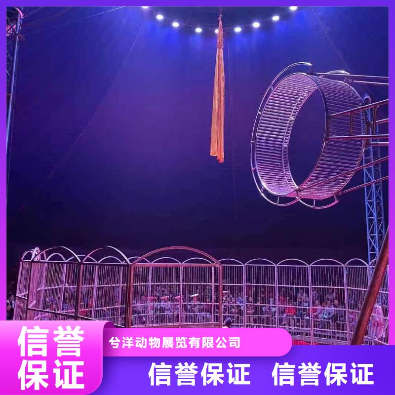 马戏团/羊驼_草泥马羊驼租赁优质服务