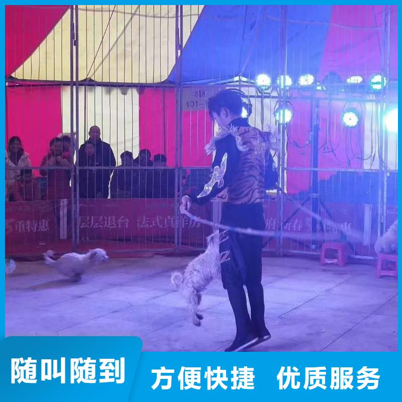 马戏团/羊驼杂技表演2025公司