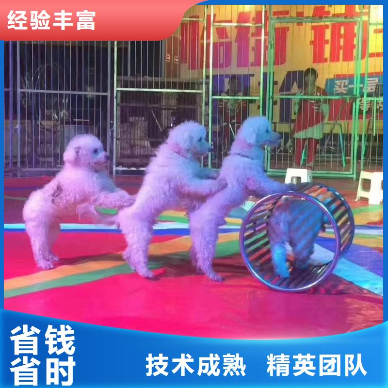 羊驼出租视频-云南省保山市兮洋羊驼出租可服务区域腾冲|施甸|丽江|红河|德宏|玉溪|昆明|怒江等