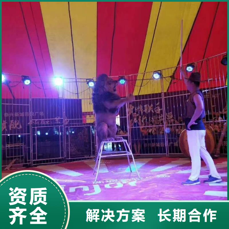 马戏团/羊驼_草泥马羊驼租赁优质服务