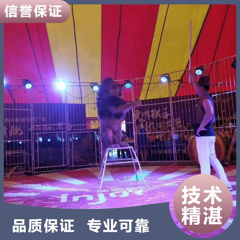 马戏团/羊驼-动物表演出租品质好