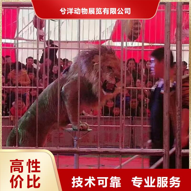 马戏团/羊驼,马戏团表演行业口碑好