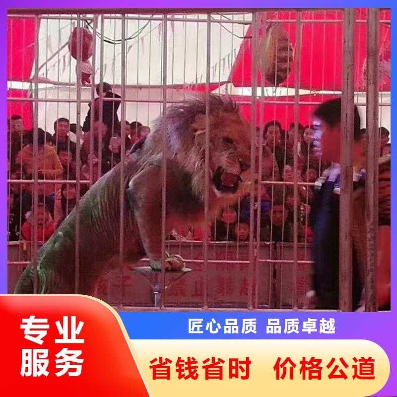 马戏团/羊驼_景区杂技表演专业团队