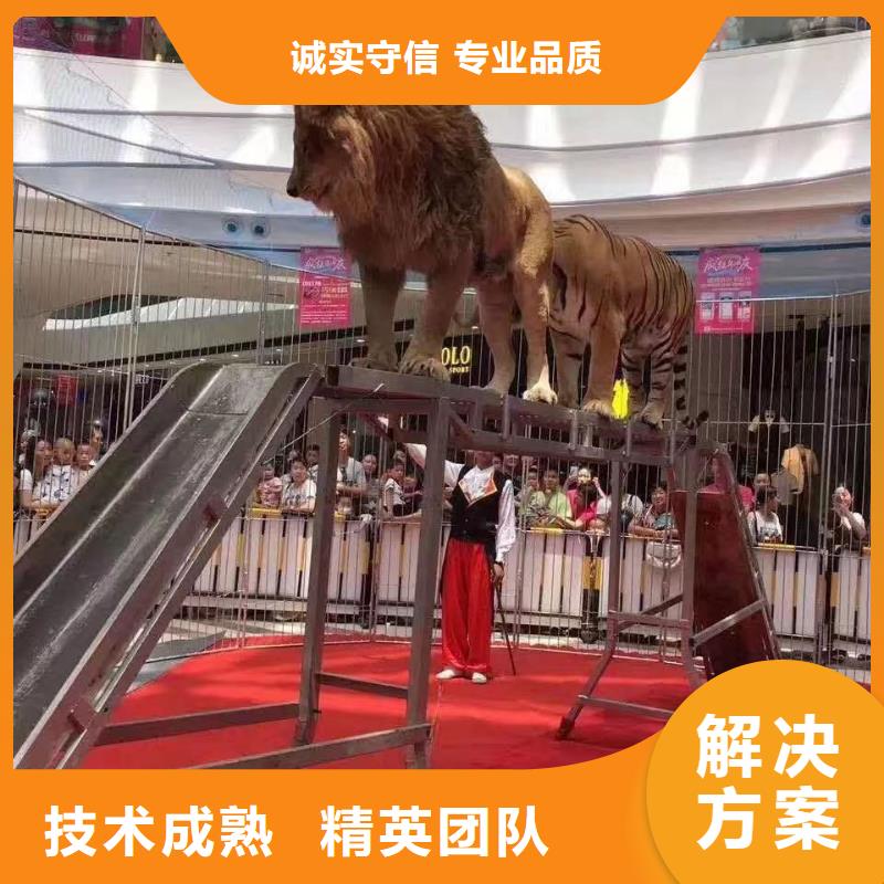 马戏团/羊驼杂耍演出技术成熟