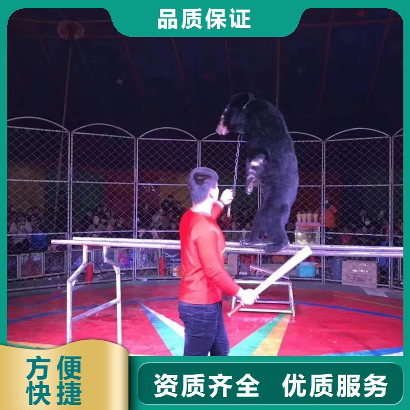 马戏团/羊驼死轮表演技术成熟