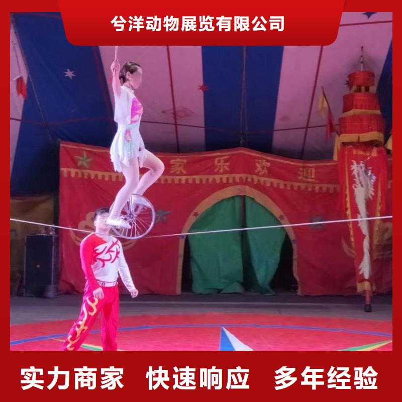羊驼出租视频-龙华|琼山|三亚羊驼出租优质服务-兮洋动物展览(海口市分公司)