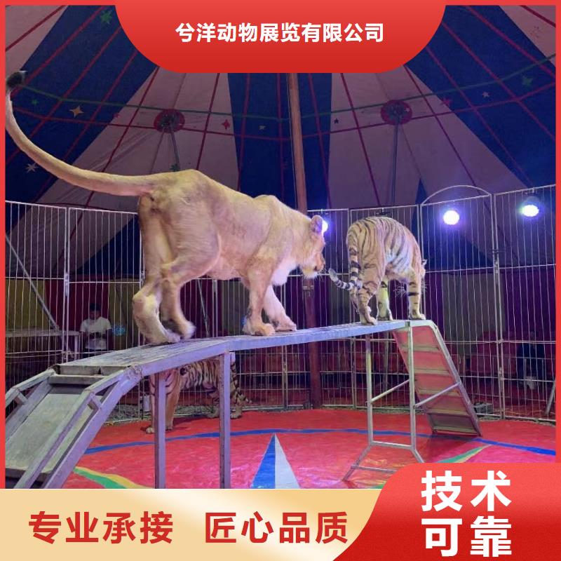 马戏团/羊驼-马戏团表演出租租赁诚实守信