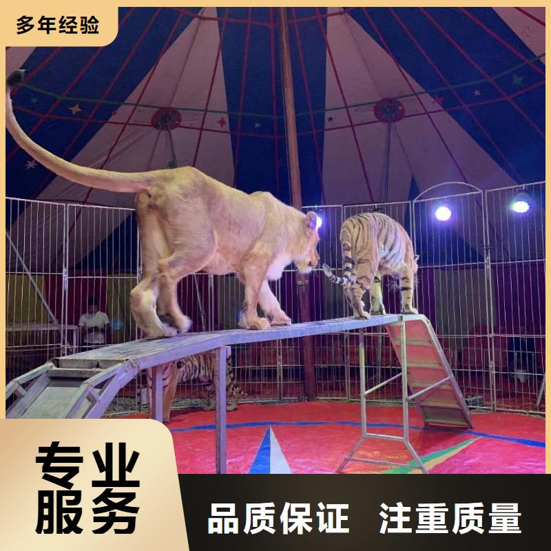 马戏团/羊驼 【马戏团表演出租租赁】拒绝虚高价