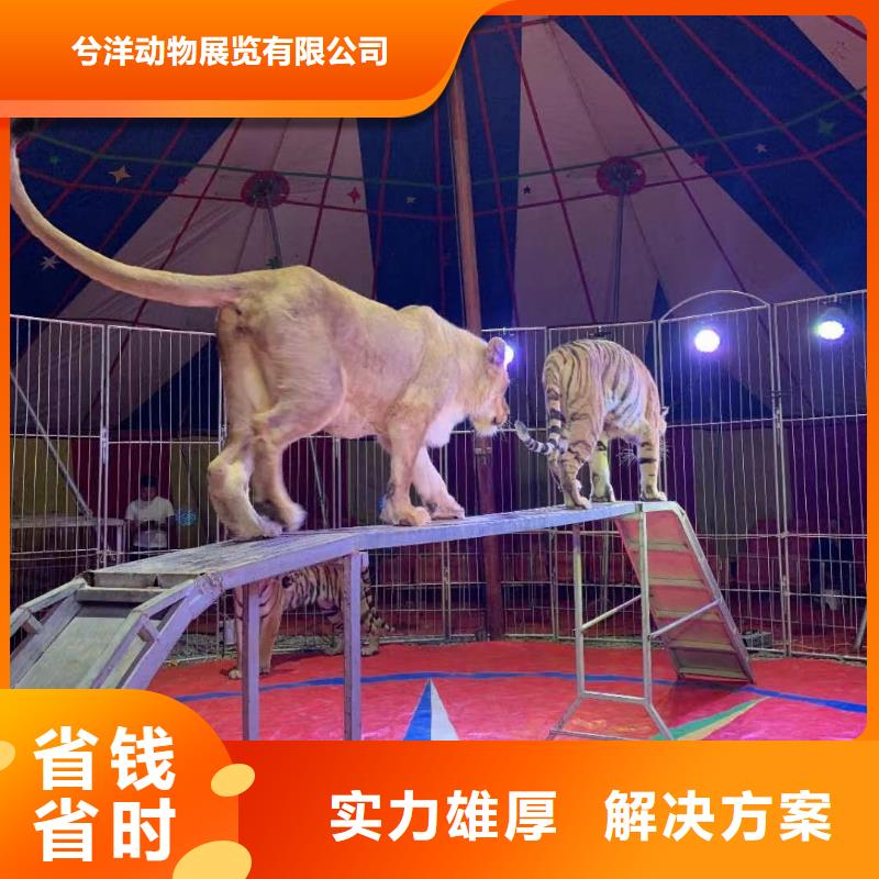 马戏团/羊驼_美人鱼表演出租正规公司