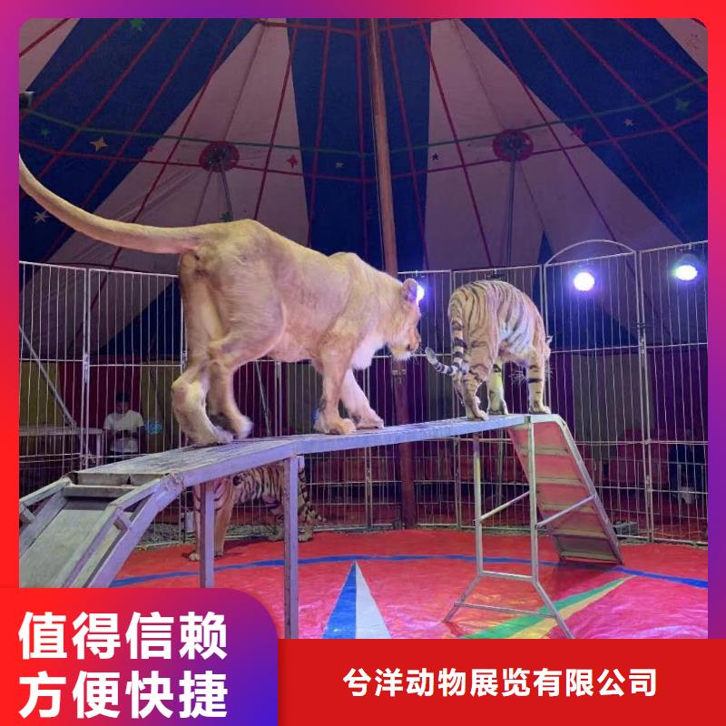 马戏团/羊驼-马戏团表演出租租赁省钱省时