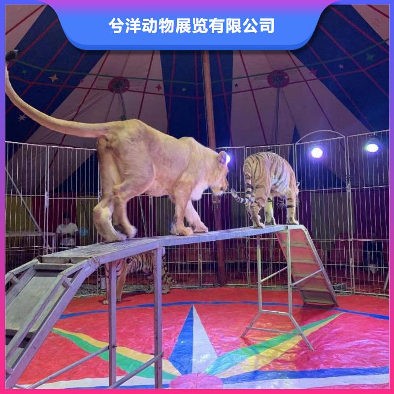 马戏团/羊驼 【海狮杂技表演】匠心品质