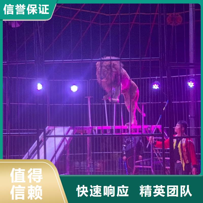 马戏团/羊驼表演动物出租价格美丽