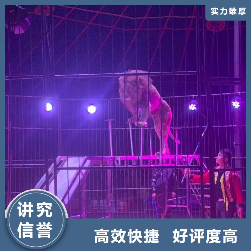 马戏团/羊驼 马戏团表演效果满意为止