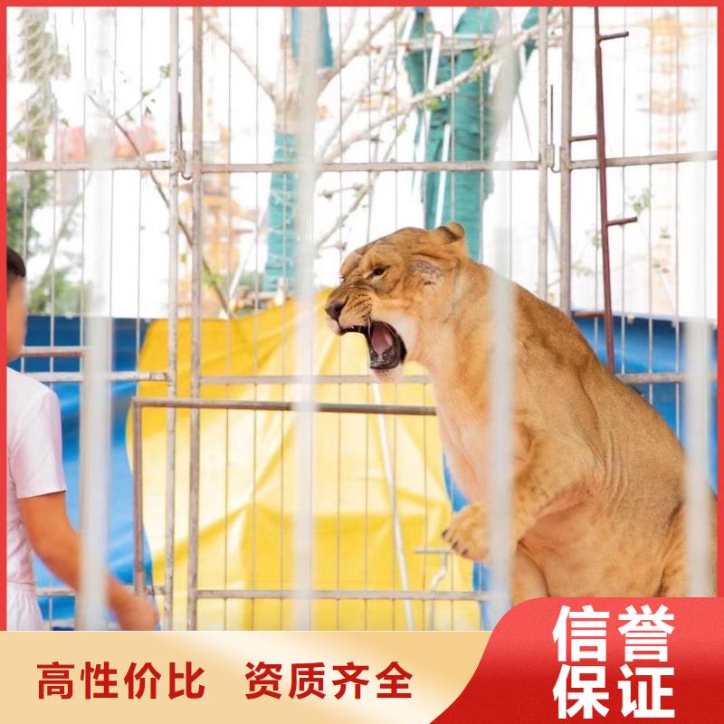马戏团/羊驼,马戏团表演行业口碑好