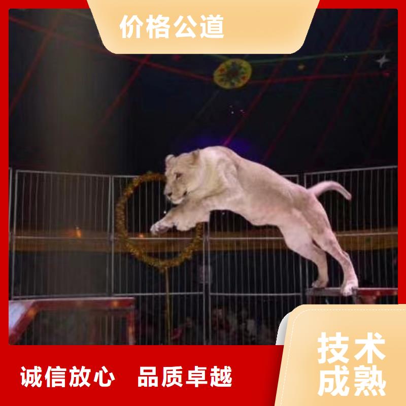 羊驼出租视频-河南省开封市兮洋羊驼出租可服务区域龙亭|金明|商丘|许昌|洛阳|焦作|信阳等