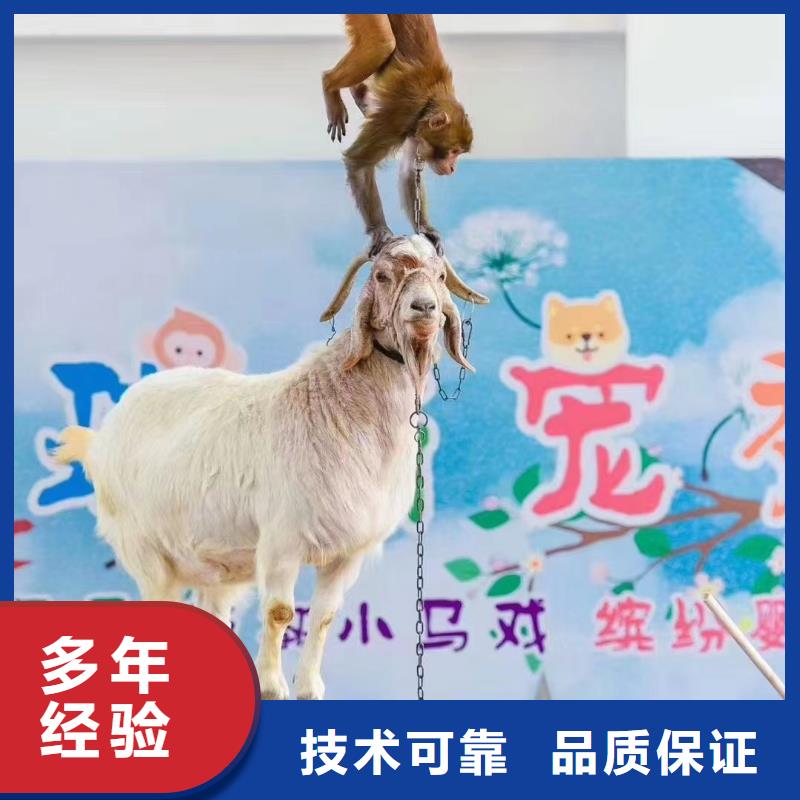 马戏团/羊驼出租企鹅公司