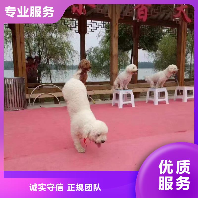 马戏团演出马戏团表演出租