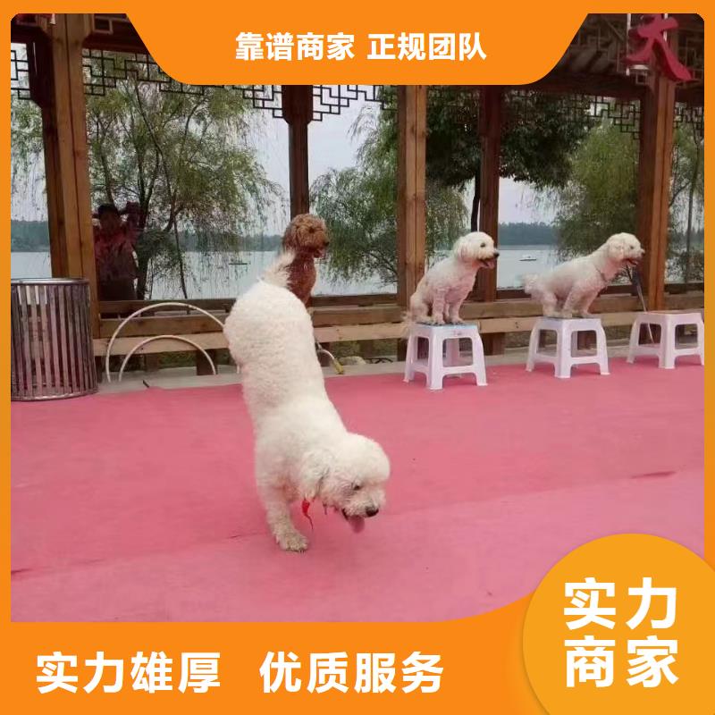 马戏团/羊驼 羊驼出租专业团队