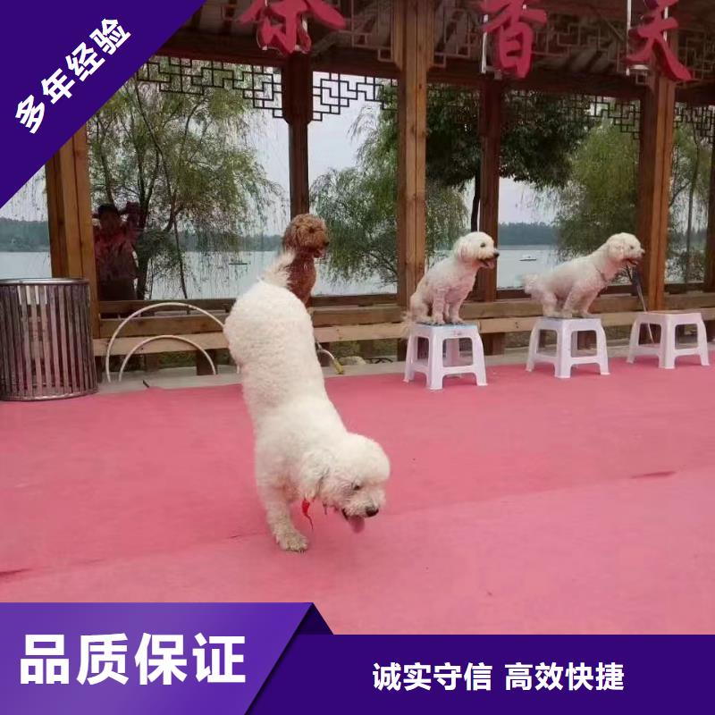 马戏团/羊驼死轮表演技术成熟