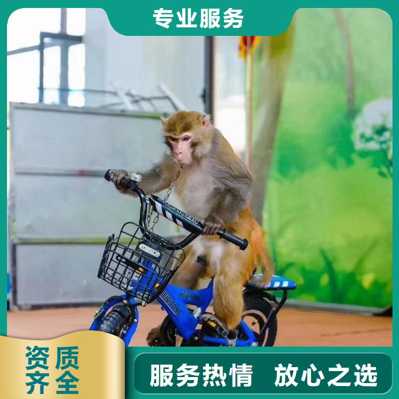马戏团/羊驼美人鱼表演出租快捷