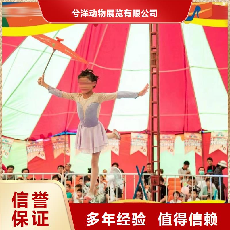 马戏团/羊驼,观赏性羊驼租赁技术好