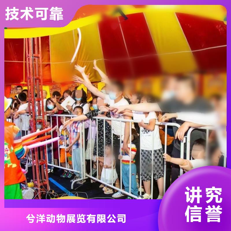 马戏团/羊驼杂技表演先进的技术