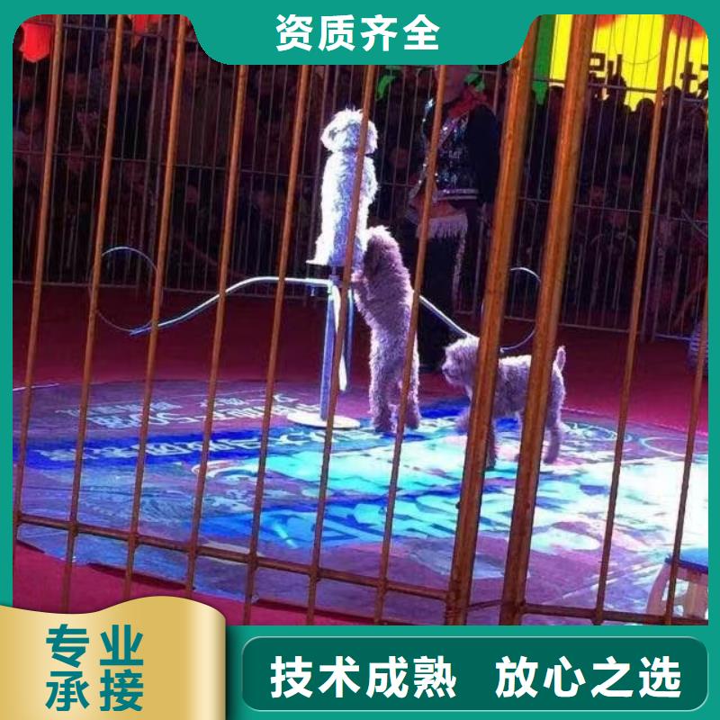 马戏团/羊驼-马戏团表演出租租赁省钱省时