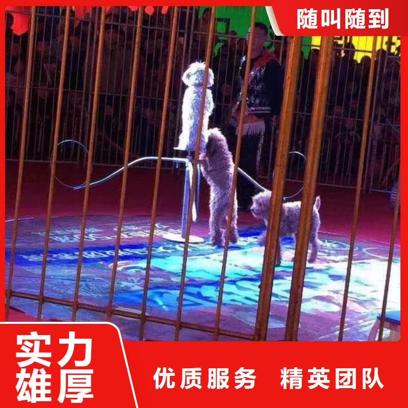 马戏团/羊驼鹦鹉表演租赁实力商家