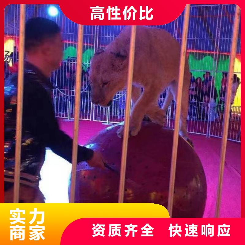 马戏团/羊驼鹦鹉表演值得信赖