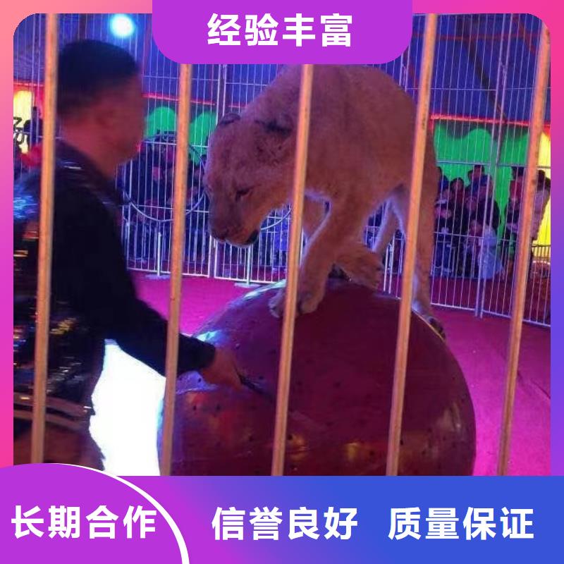 马戏团/羊驼死轮表演2025公司精心