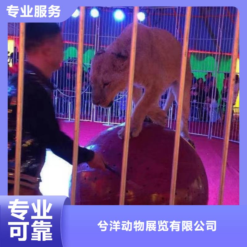 马戏团/羊驼杂技表演先进的技术