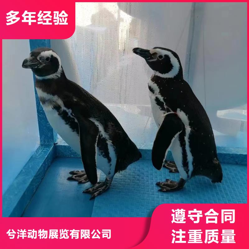 海洋主题动物表演【海狮杂技表演】品质服务