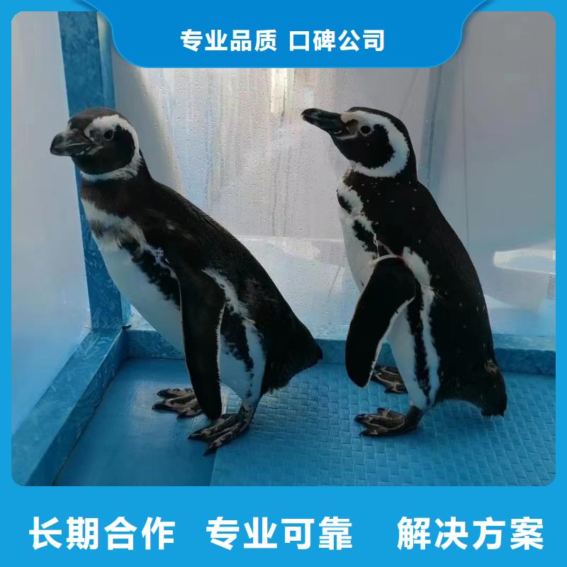 海洋主题动物表演小香猪宠物出租信誉良好