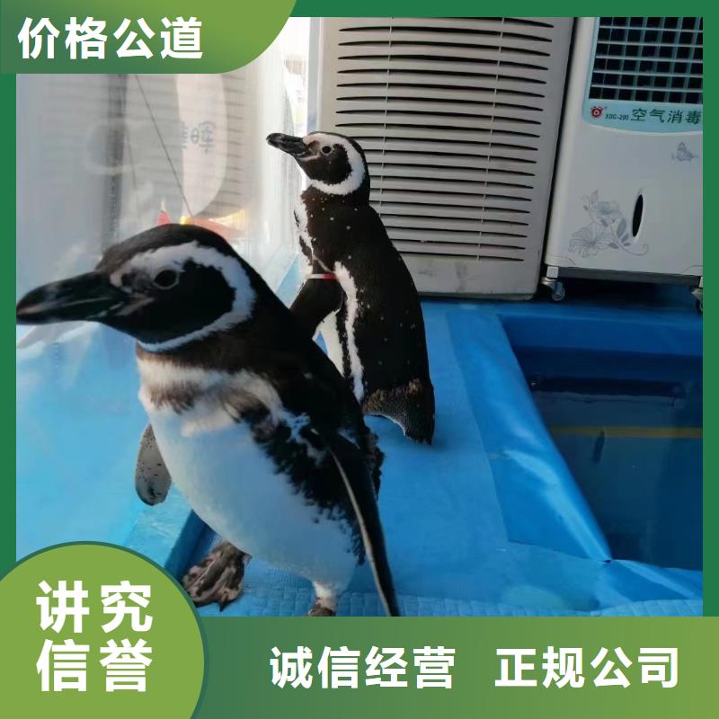 海洋主题动物表演【租赁美人鱼表演】齐全