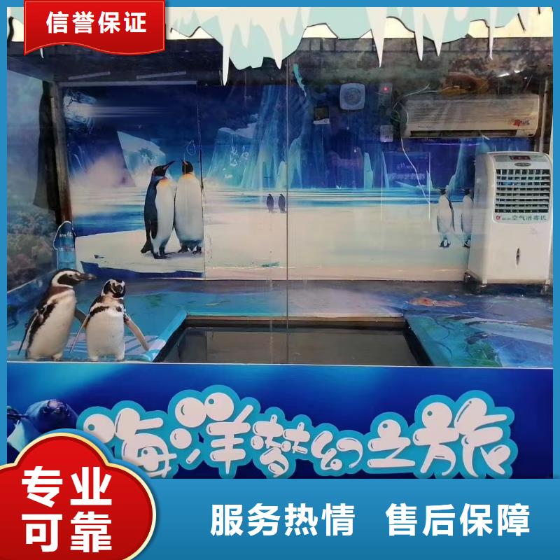 海洋主题动物表演【企鹅演出】口碑公司