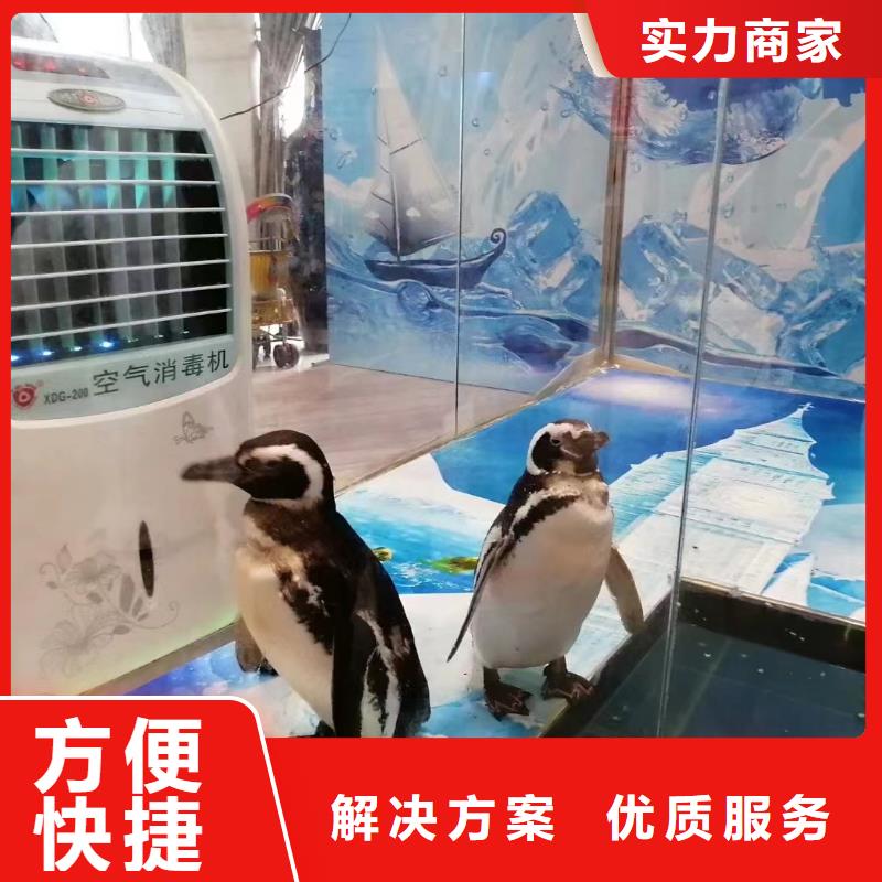 羊驼出租视频-河南省信阳市兮洋羊驼出租可服务区域光山|息县|安阳|洛阳|郑州|商丘|南阳等