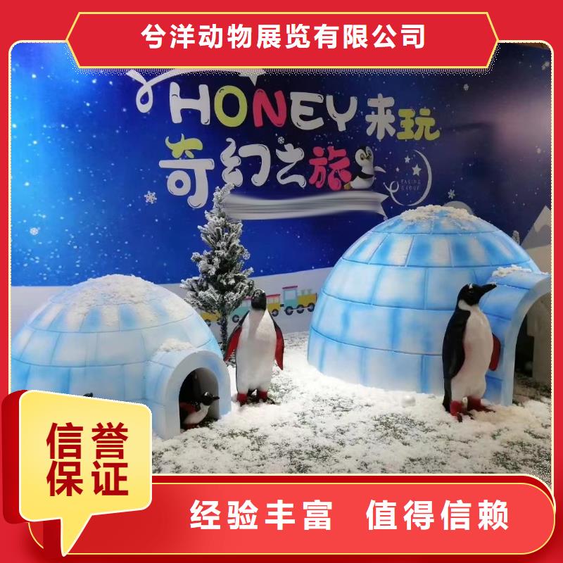 【海洋主题动物表演】 羊驼出租诚信经营