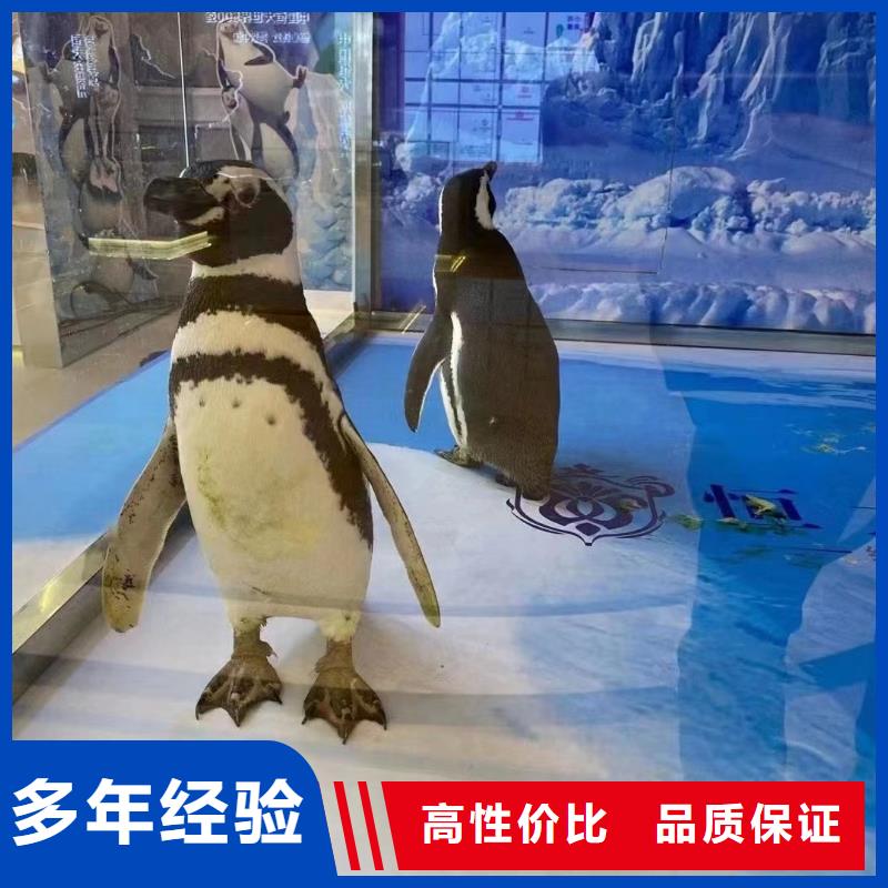 海洋主题动物表演,杂耍演出诚信放心