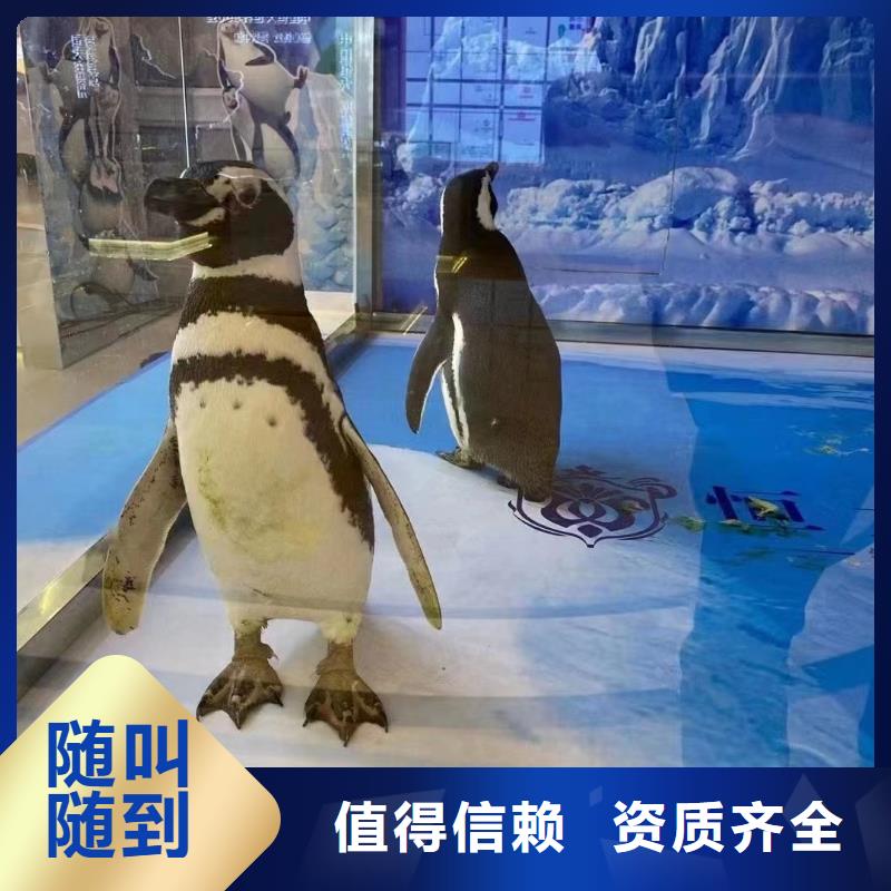 海洋主题动物表演,鹦鹉表演出租快速响应