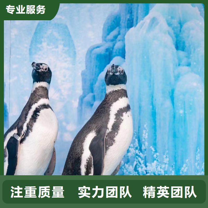 海洋主题动物表演 出租马戏表演质优价廉