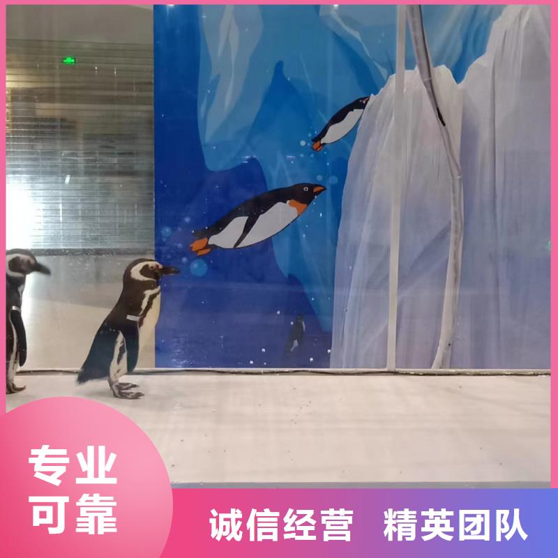 海洋主题动物表演出租表演鹦鹉品质卓越