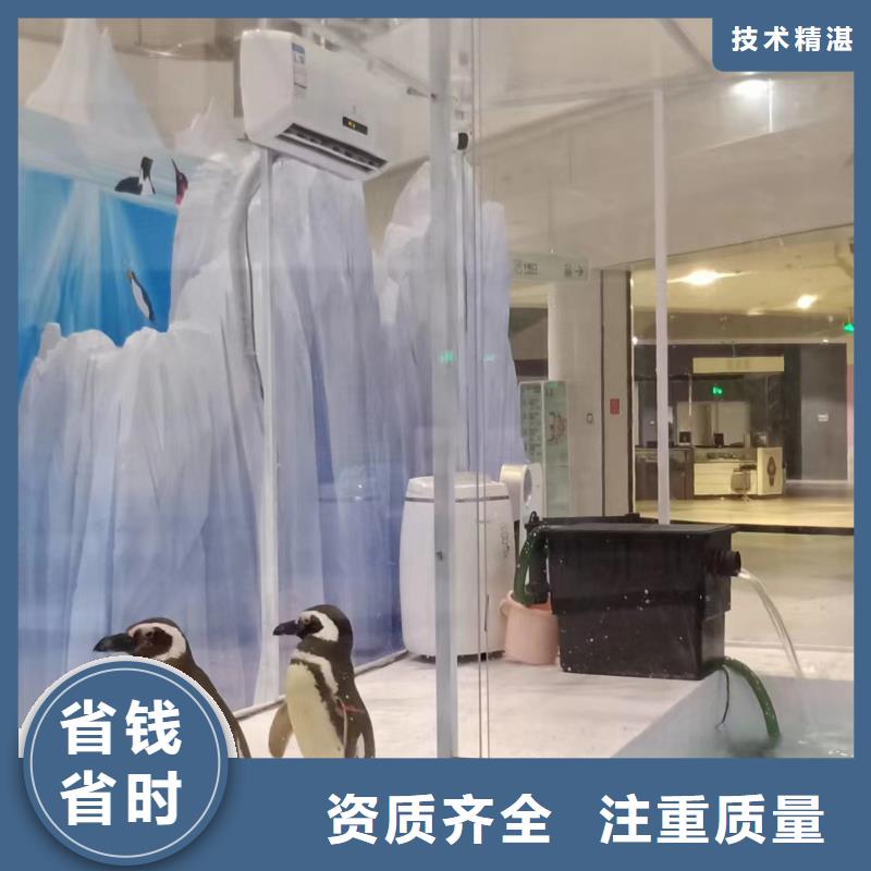 羊驼出租视频-元宝|振兴|阜新|沈阳|营口|大连|盘锦|抚顺|铁岭兮洋羊驼出租_ 兮洋动物展览(丹东市分公司)
