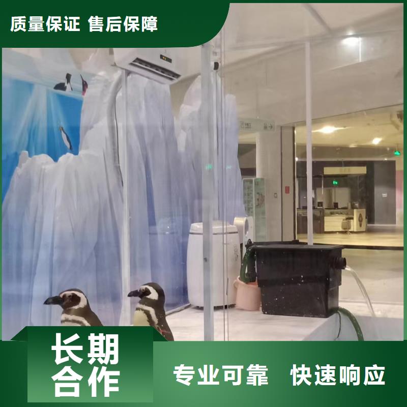 海洋主题动物表演,环球飞车表演出租2025专业的团队