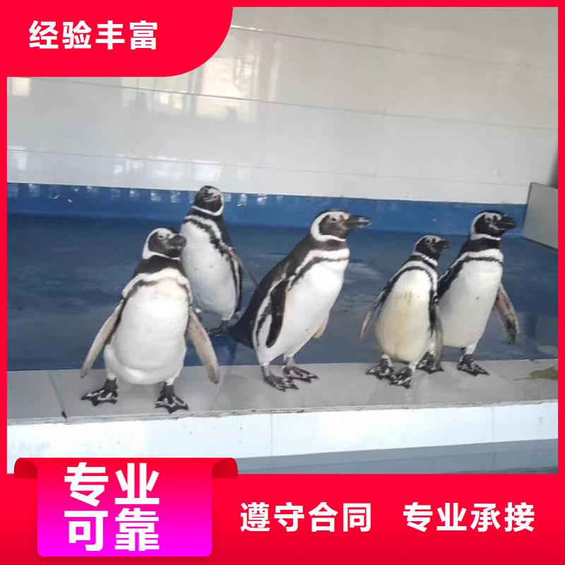 海洋主题动物表演海狮表演出租专业