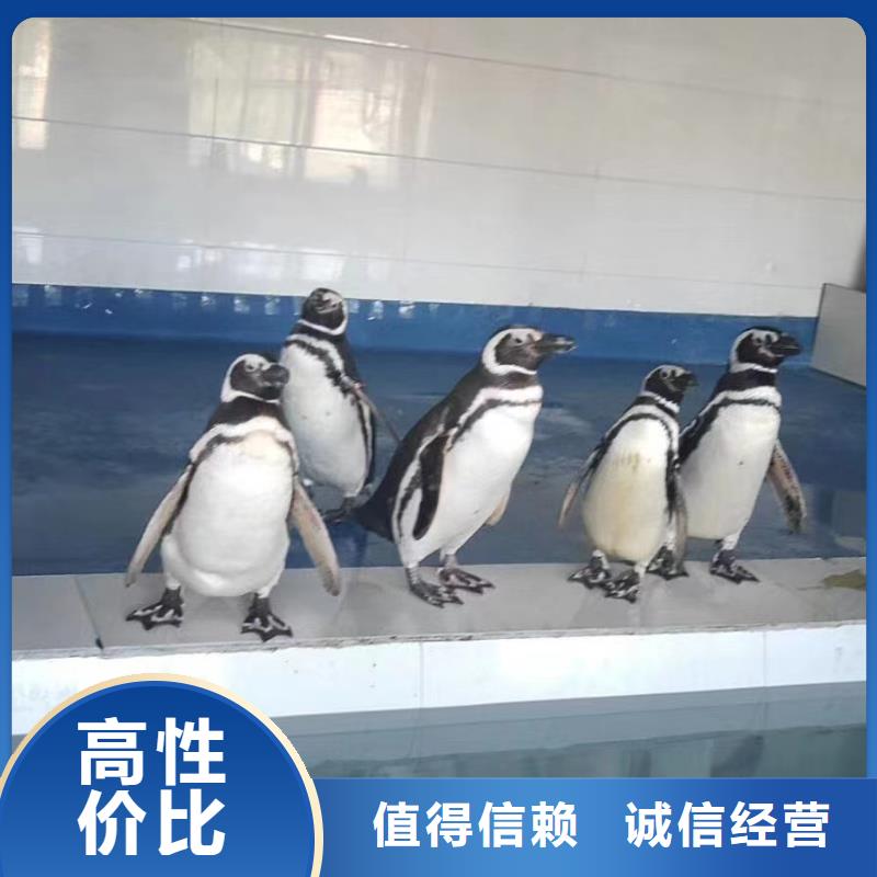 海洋主题动物表演出租动物表演
