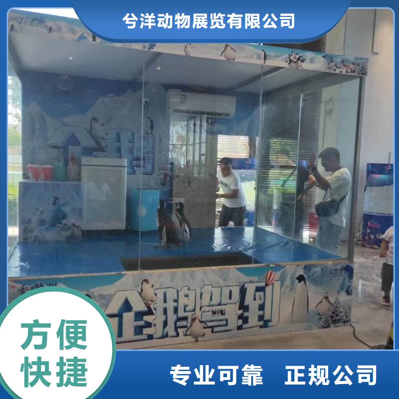 海洋主题动物表演萌宠动物展出租经验丰富
