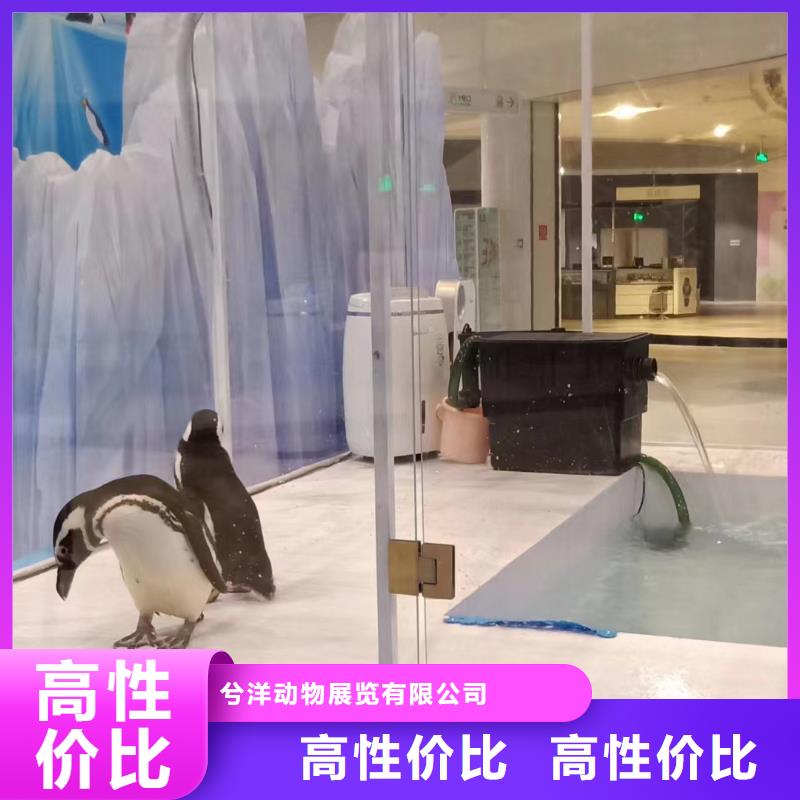 海洋主题动物表演【企鹅演出】口碑公司