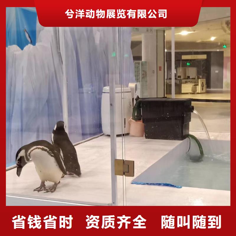 【海洋主题动物表演动物展览秀技术可靠】