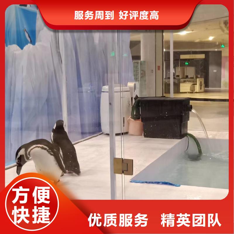 羊驼出租视频-羊驼出租-兮洋动物展览(资阳市分公司)服务区域安岳|雁江|雅安|乐山|攀枝花|阿坝